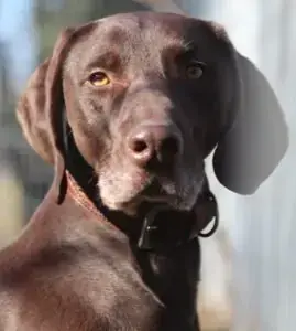 Weimaraner, Deutsch Kurzhaar Buddy