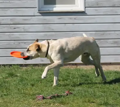 Fritz – Deutscher Boxer, English Pointer – Bild 9