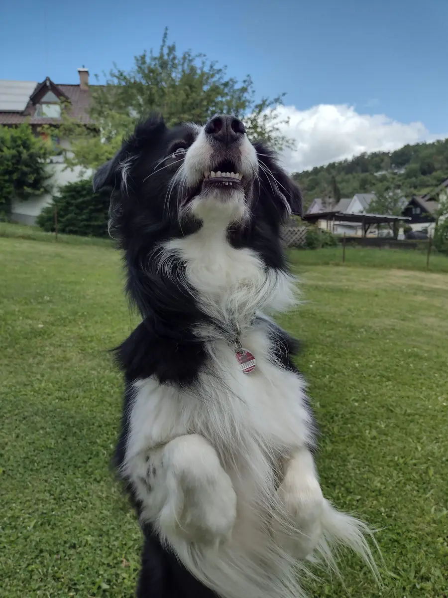Sky - Border Collie - Bild 3