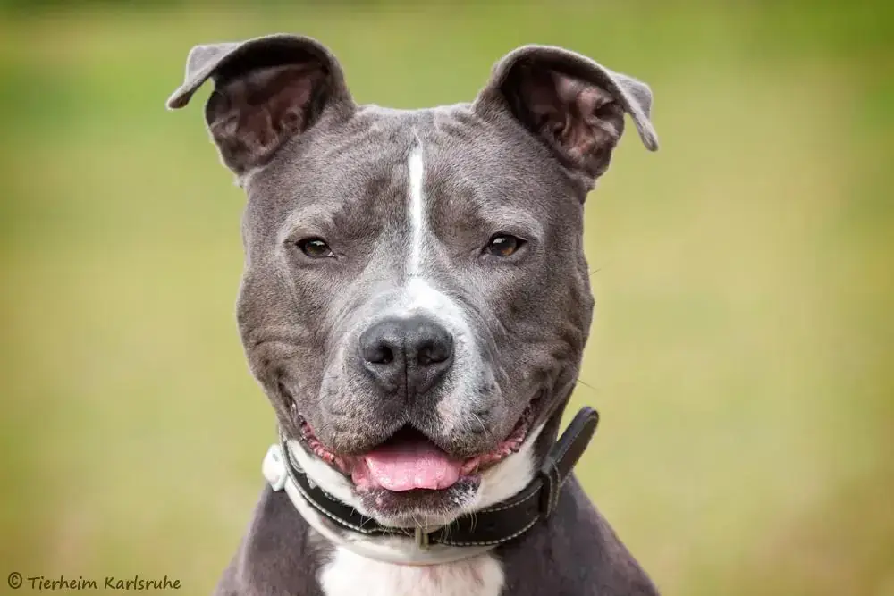 Hund Tyson