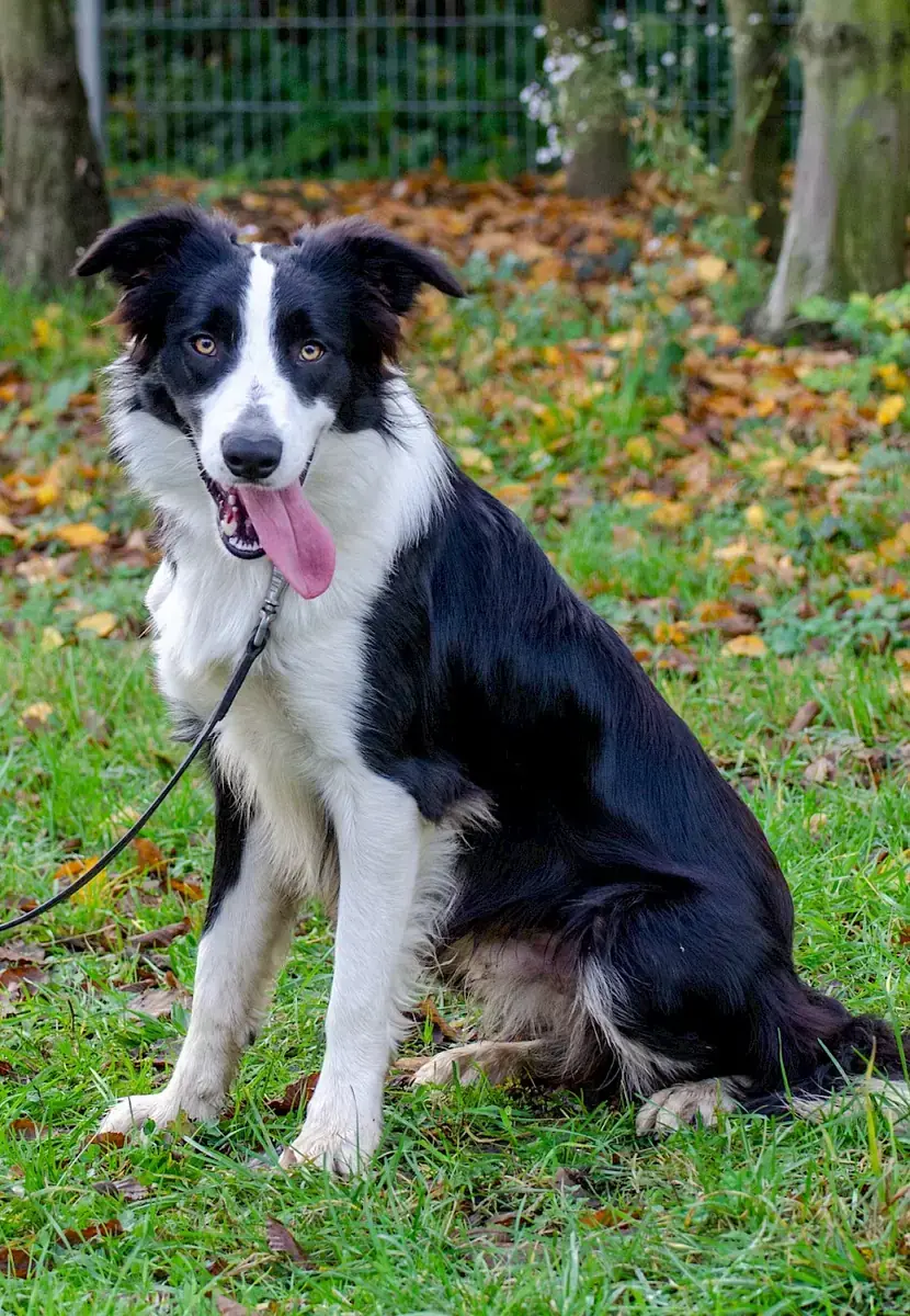 Manoah - Border Collie - Bild 5
