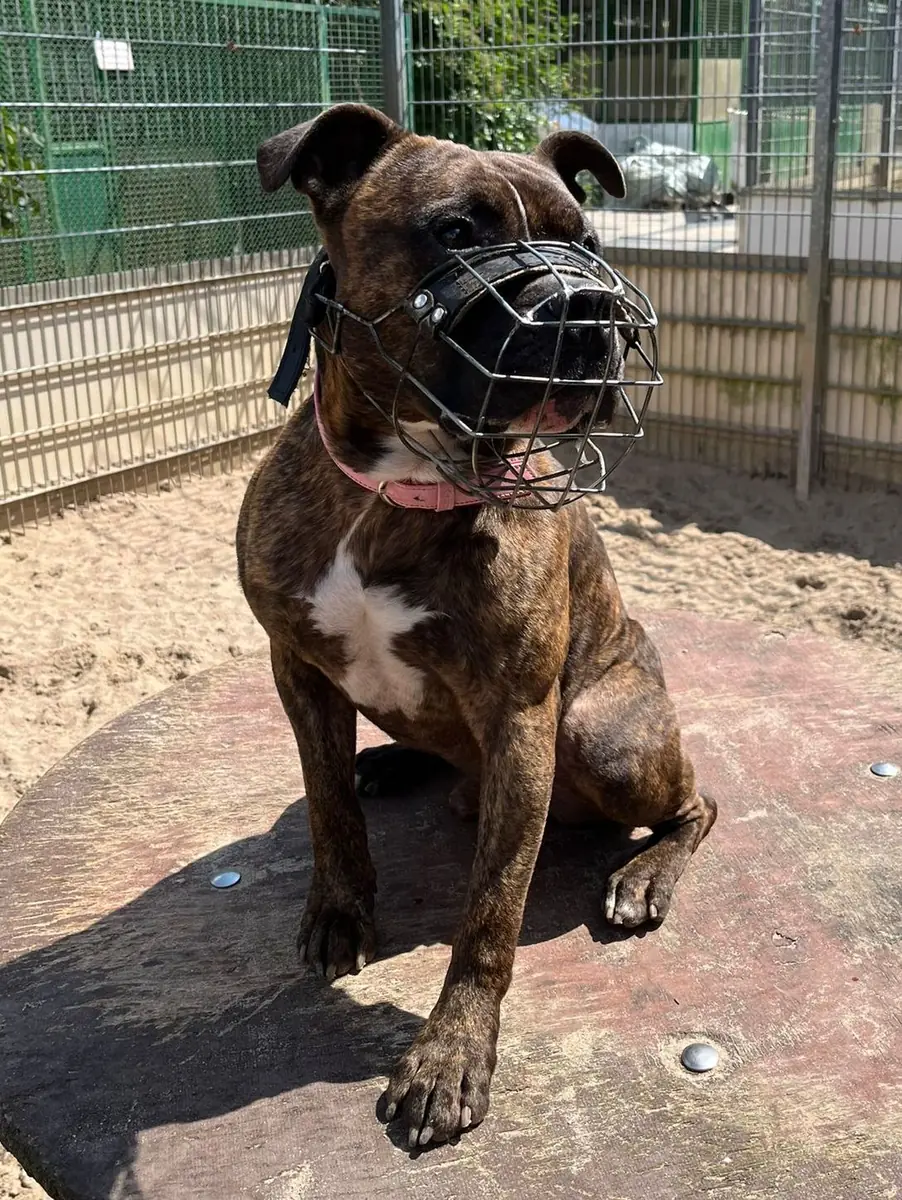Frodo - American Staffordshire Terrier - Bild 3