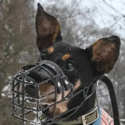 Deutscher Pinscher Trude
