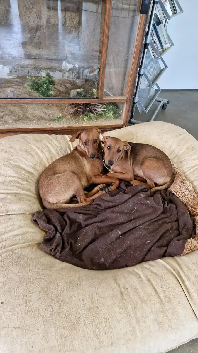 Lotte - Deutscher Pinscher - Bild 2
