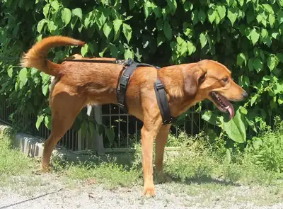 Chase – Hund – Bild 3