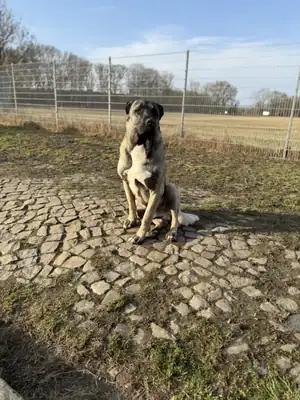 Buddy – Mischling – Bild 2