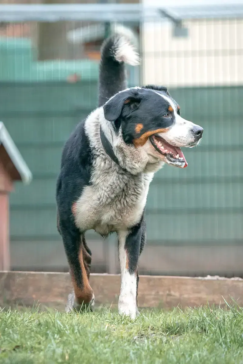 Bruno -  - Bild 7