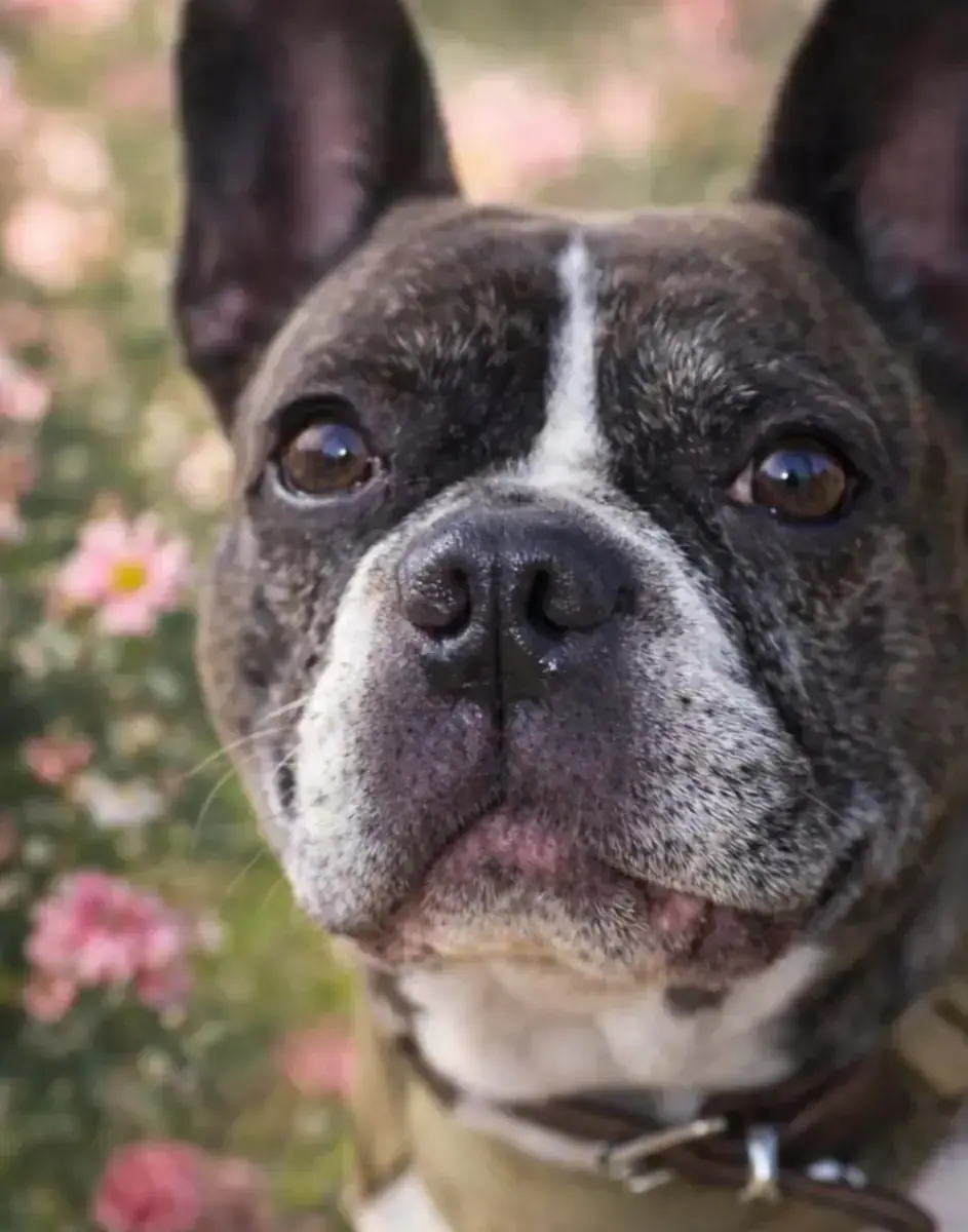Hope - Französische Bulldogge, Chihuahua - Bild 1