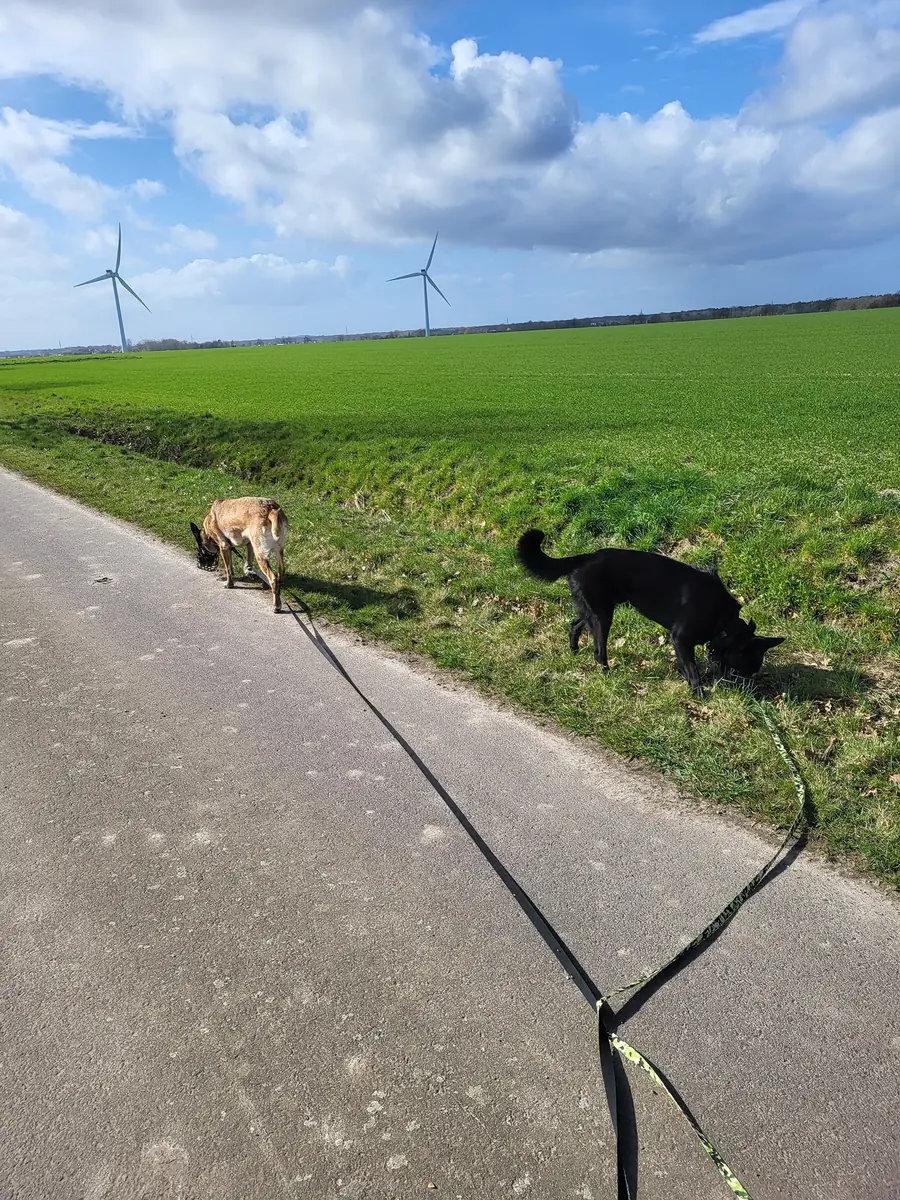 Kuroo - Deutscher Schäferhund - Bild 4