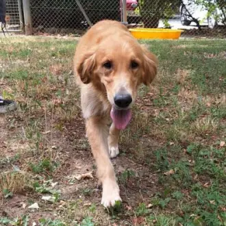 Rishka - Golden Retriever - Bild 2