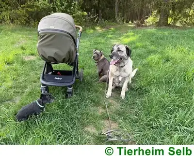 Naz – Kangal-Hirtenhund – Bild 3