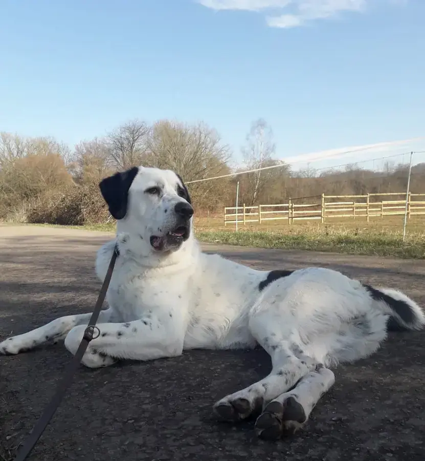 Balou - Zentralasiatischer Owtscharka - Bild 11