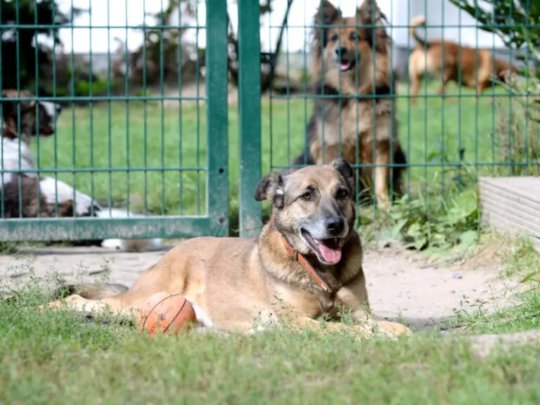 Benio -  - Bild 16