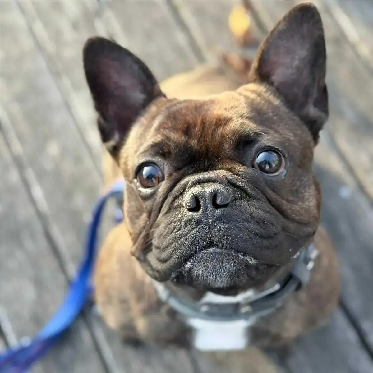 SMOKY - Französische Bulldogge - Bild 3