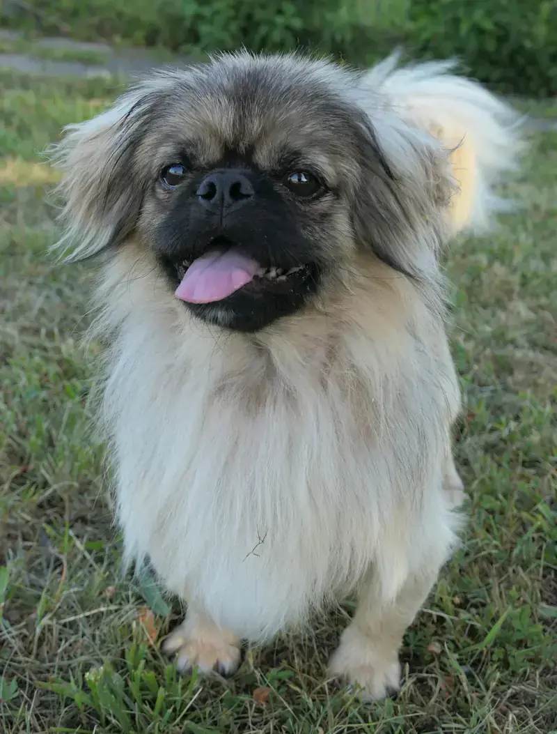 Tyrion - Pekingese - Bild 2