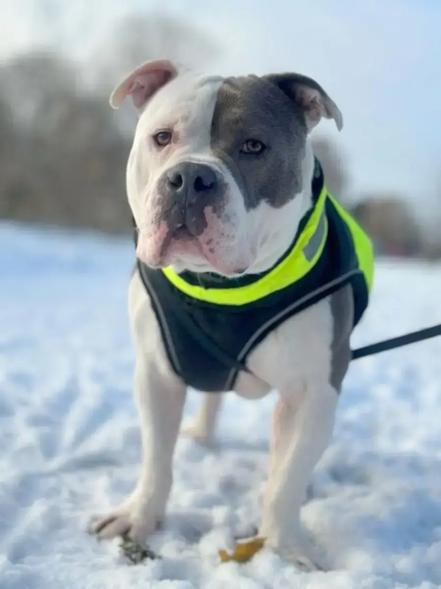 Balu -  - Bild 3