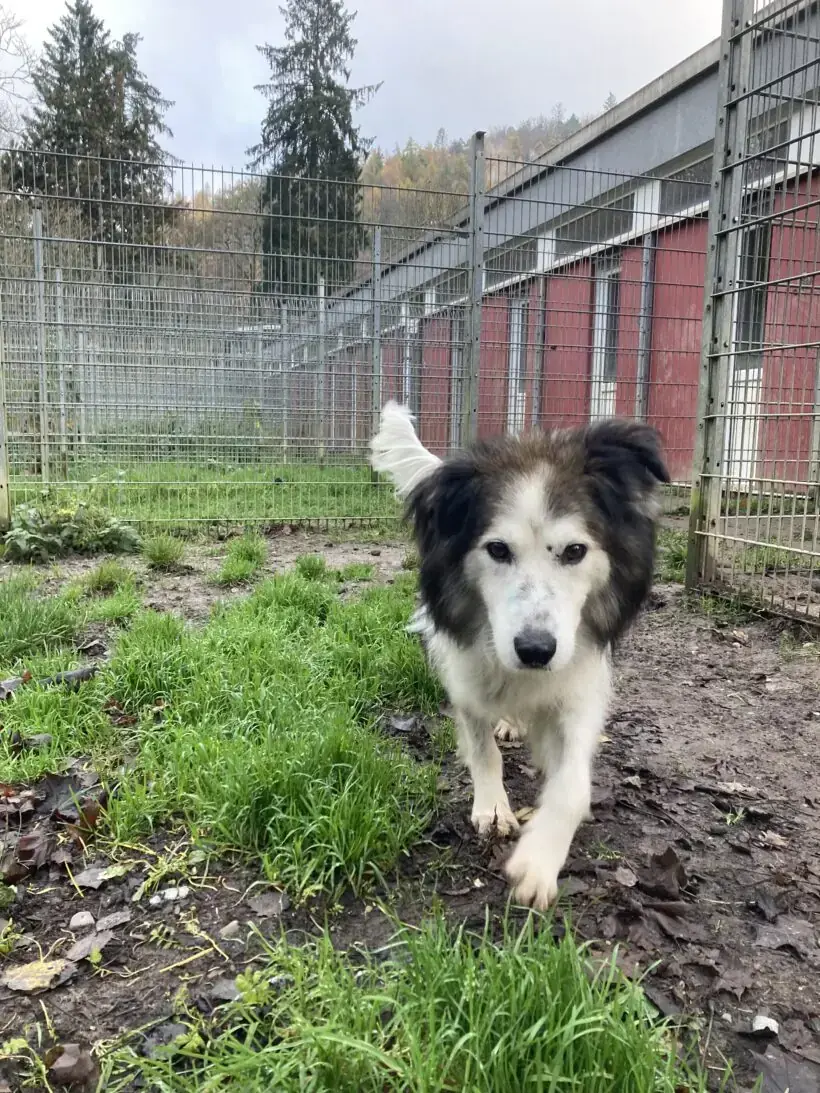 Haribo - Deutscher Schäferhund, Border Collie - Bild 2