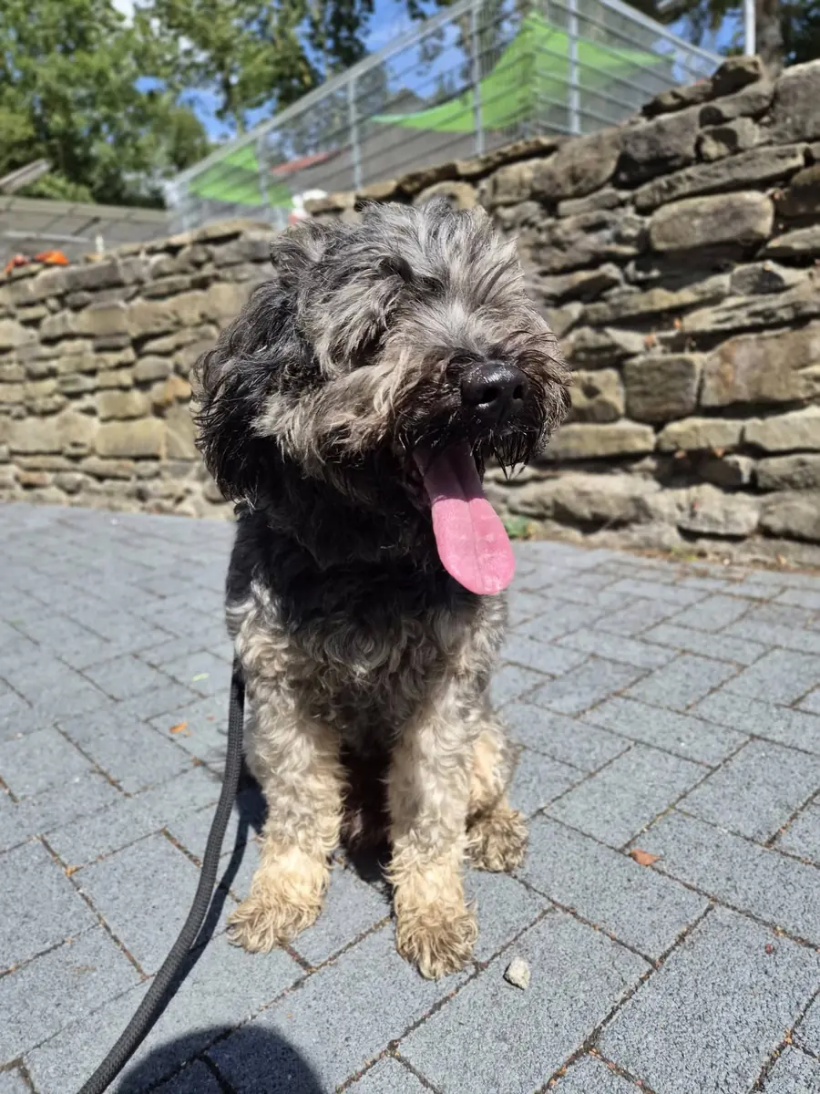 Balu - Tibet-Terrier - Bild 1