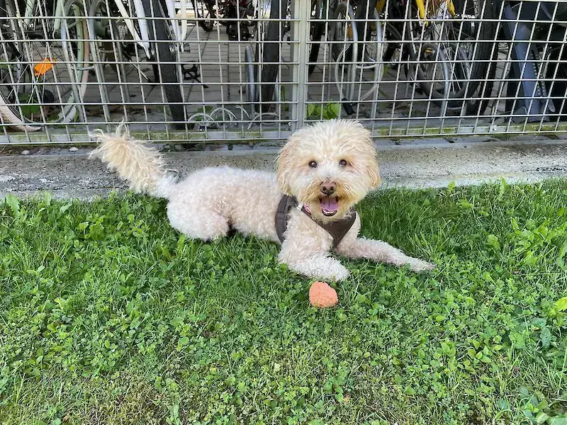Milú -  - Bild 1