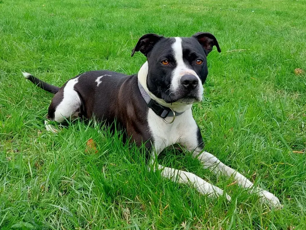 Dom - American Staffordshire Terrier - Bild 4