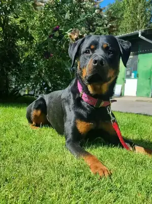 Erwin – Rottweiler – Bild 2