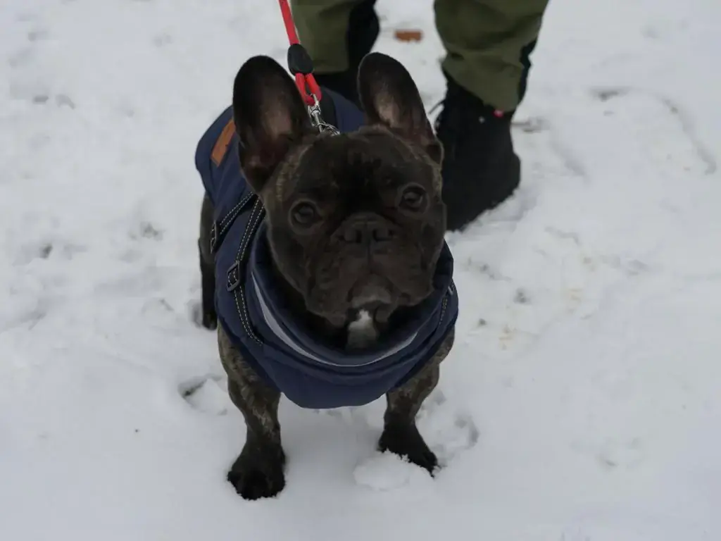 Französische Bulldogge Betty