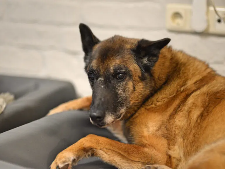 Tina II -  - Bild 15