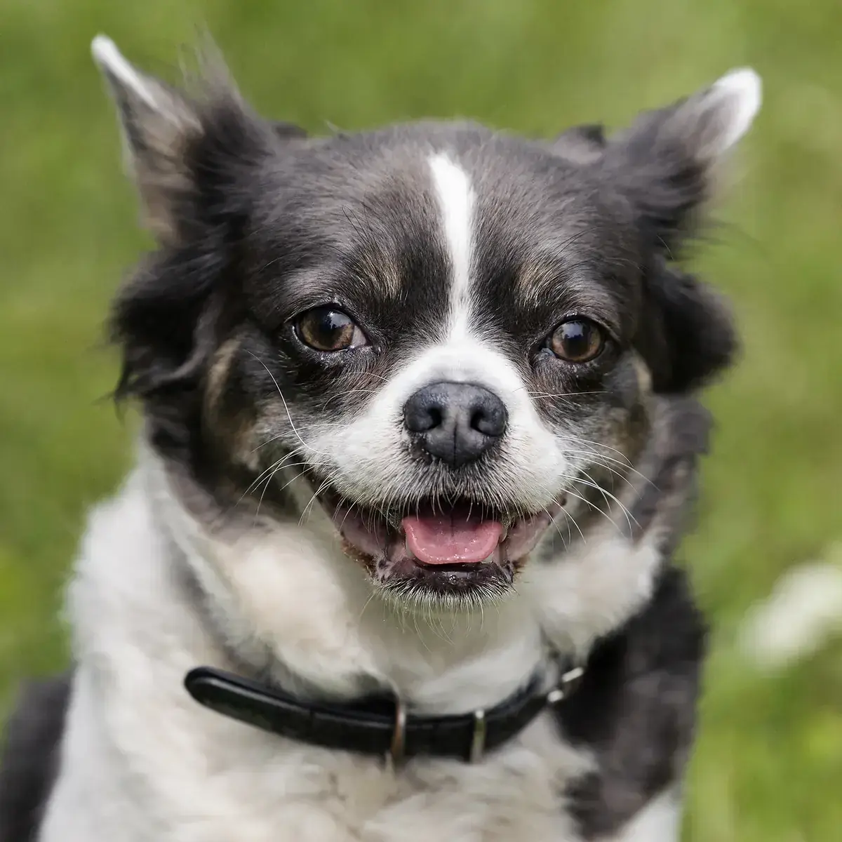 Lilli - Französische Bulldogge, Chihuahua - Bild 1