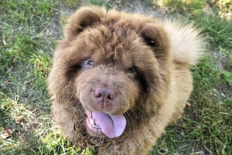 Cookie - Chow-Chow - Bild 1