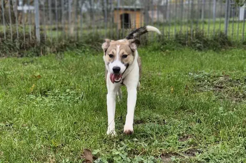 Bobby -  - Bild 1