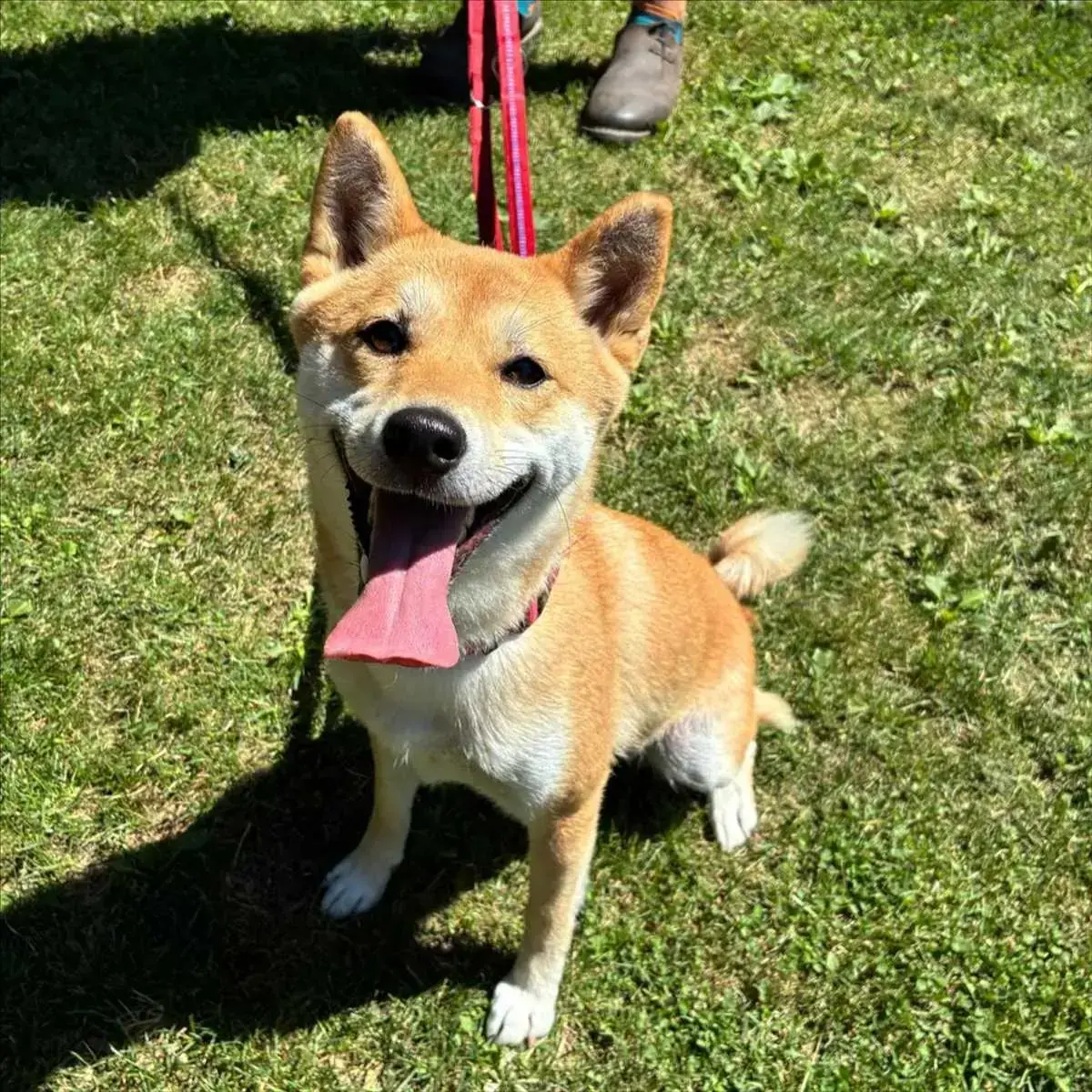 Kali - Shiba - Bild 2