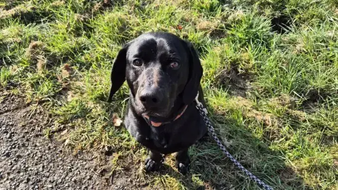 Hund Blacky