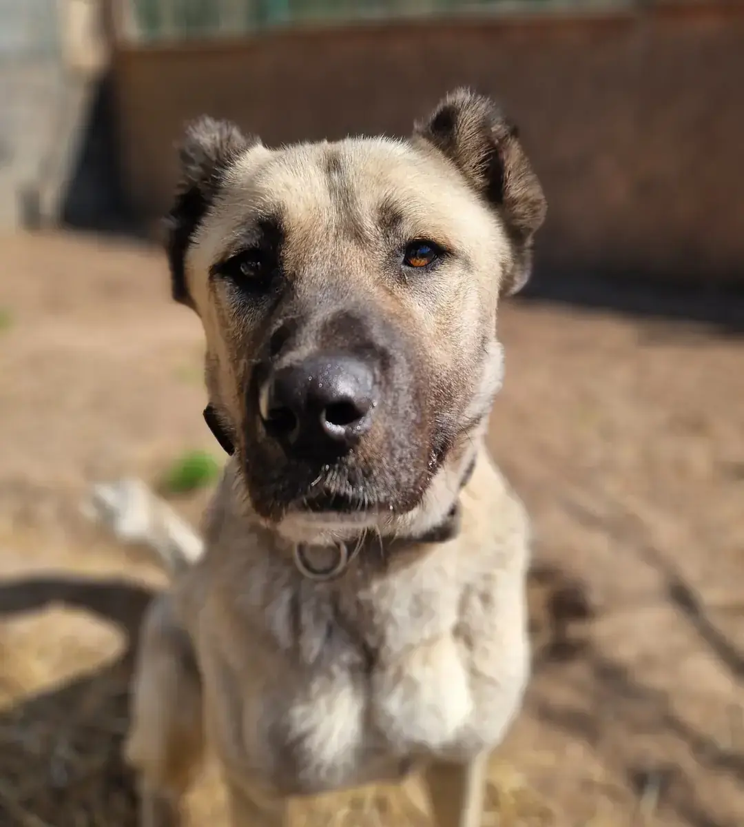 Kangal-Hirtenhund-Mix Berta