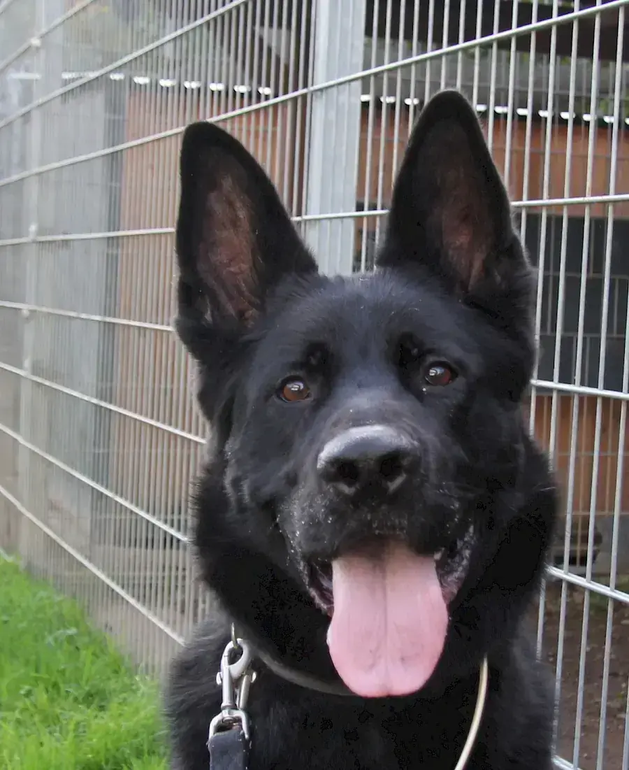 Deutscher Schäferhund Oskar