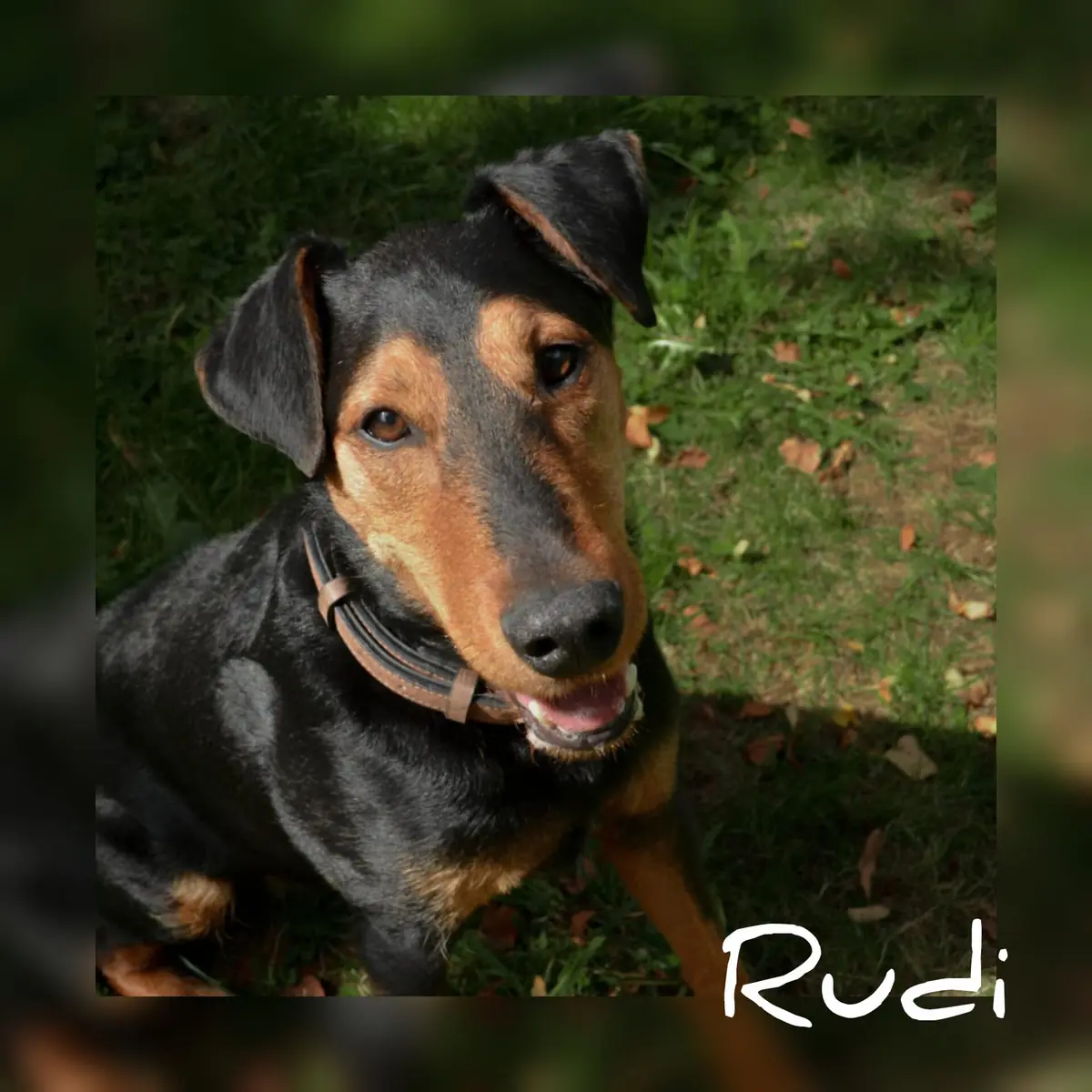 Rudi -  - Bild 18