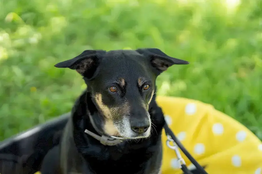 Shila -  - Bild 2