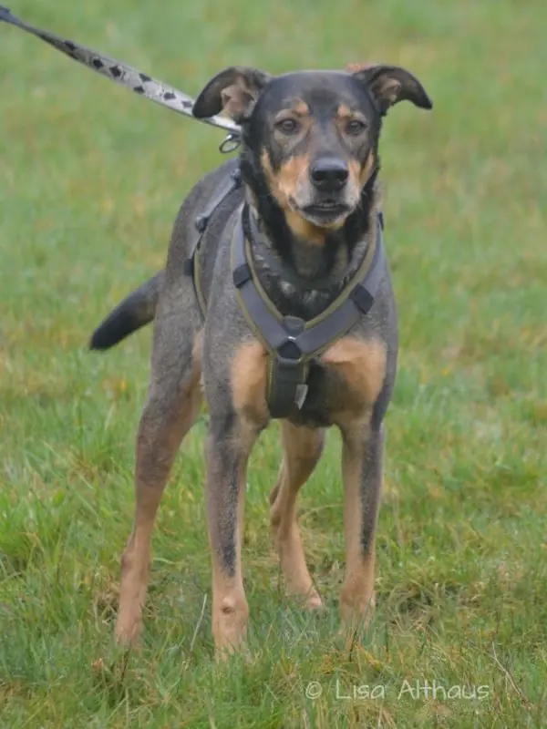 Elmo - Deutscher Schäferhund - Bild 1