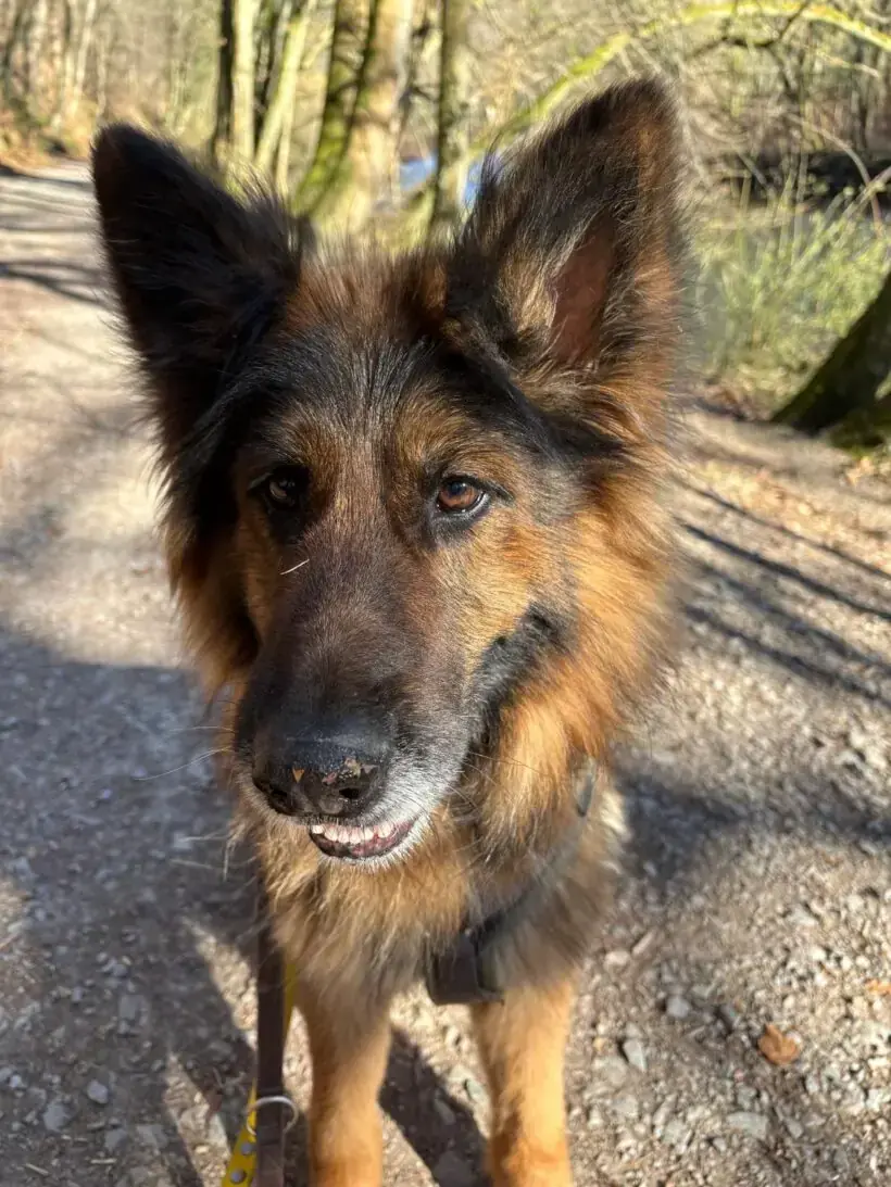 Bonnie - Deutscher Schäferhund - Bild 4