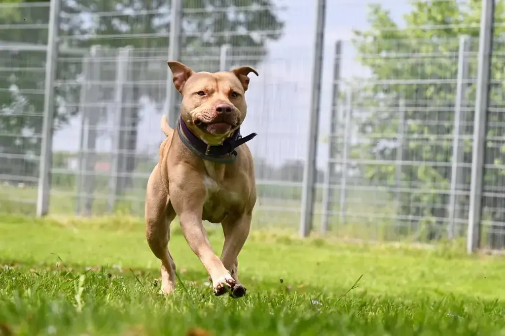 Ace - American Staffordshire Terrier - Bild 14
