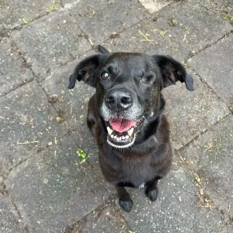 Oskar - Labrador Retriever - Bild 1