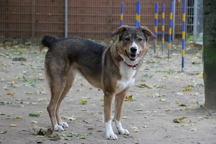 Amy - Deutscher Schäferhund - Bild 7