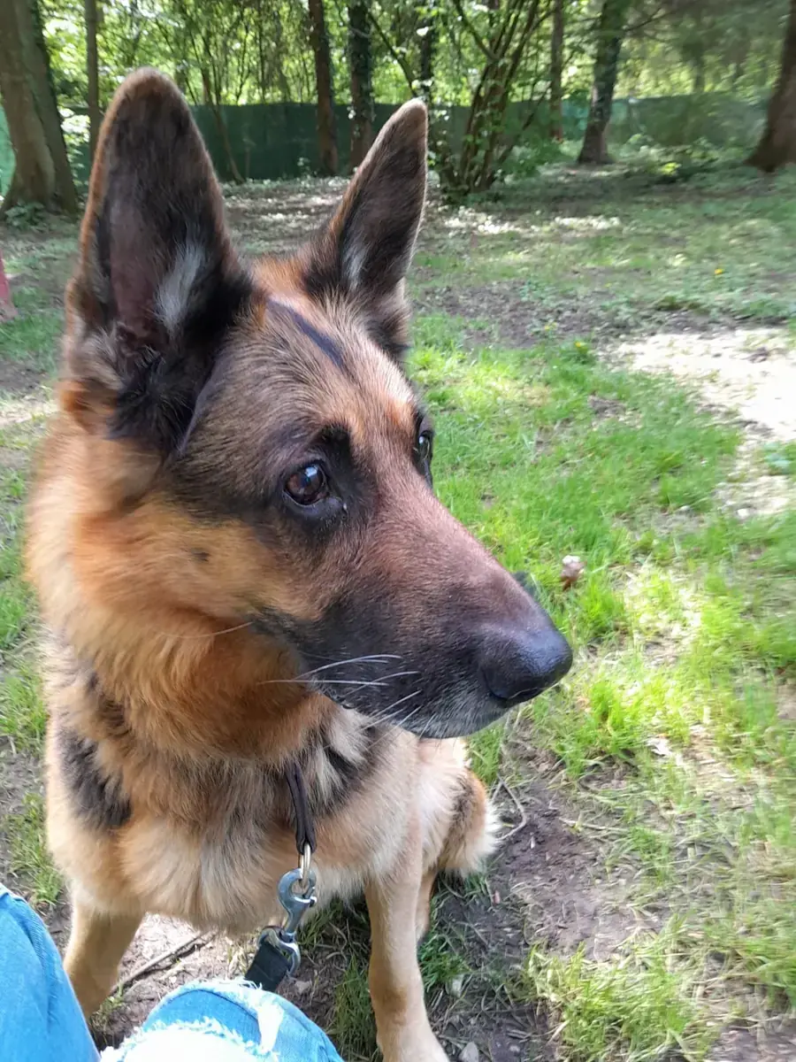 Aaron - Deutscher Schäferhund - Bild 9