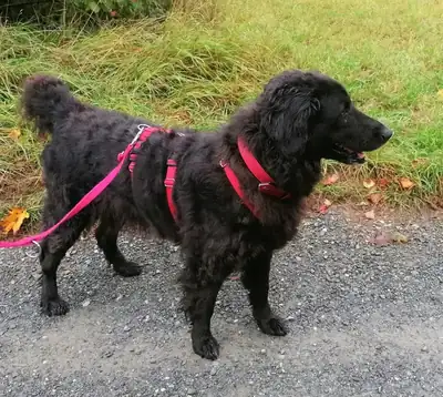 Mira – Hund – Bild 2