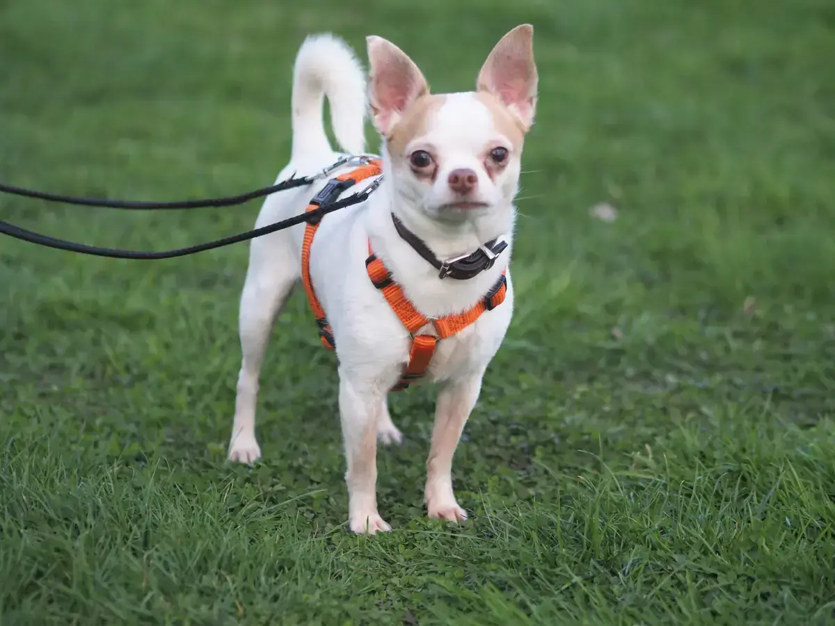 Willow - Chihuahua - Bild 2