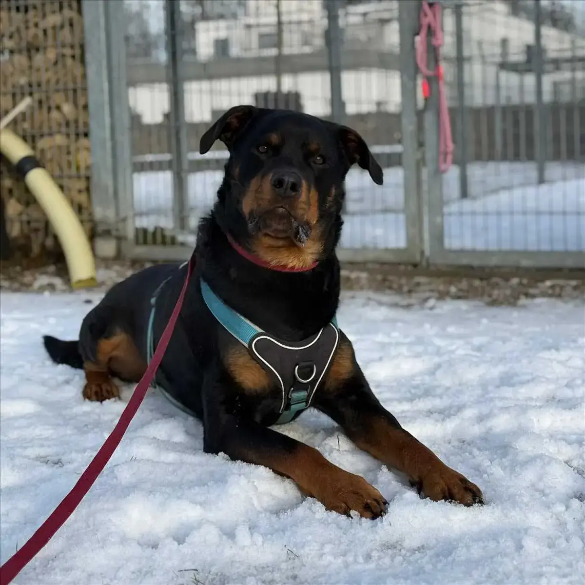 PABLO - Rottweiler - Bild 4