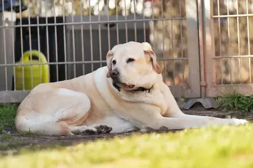 Labrador Retriever Bobby