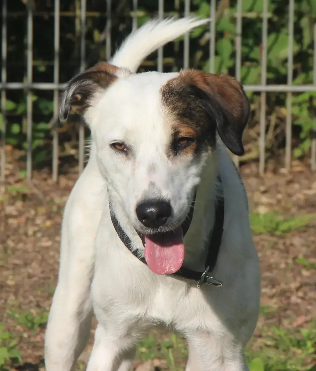 Benny -  - Bild 7
