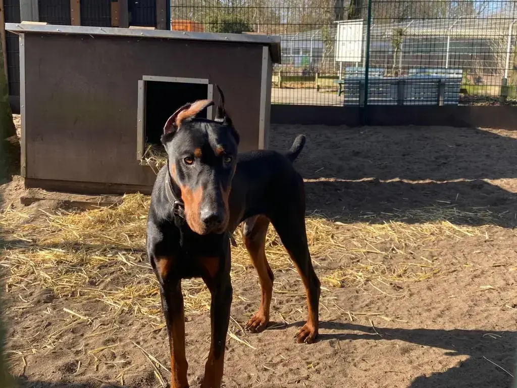 Xavier - Dobermann - Bild 2