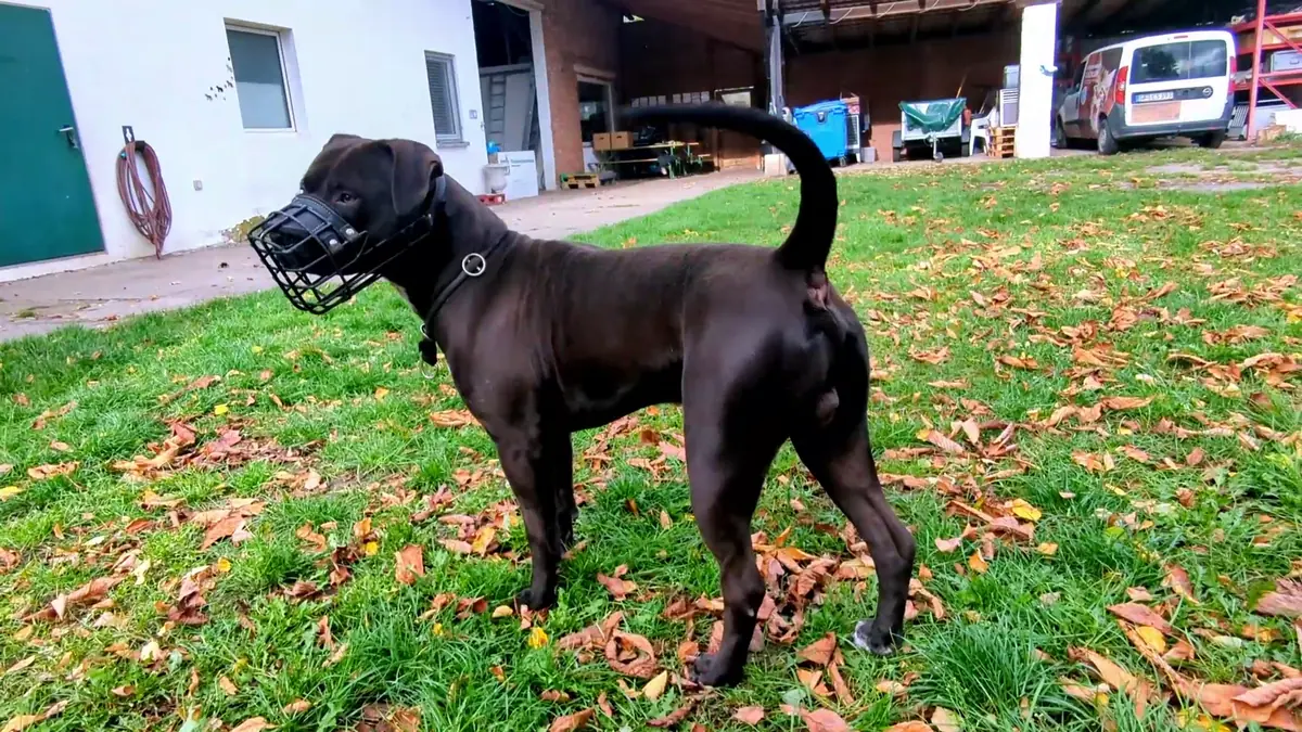 Baron -  - Bild 11