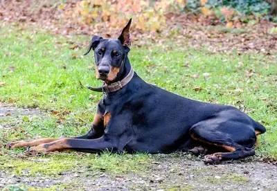 Ikarus – Dobermann – Bild 9